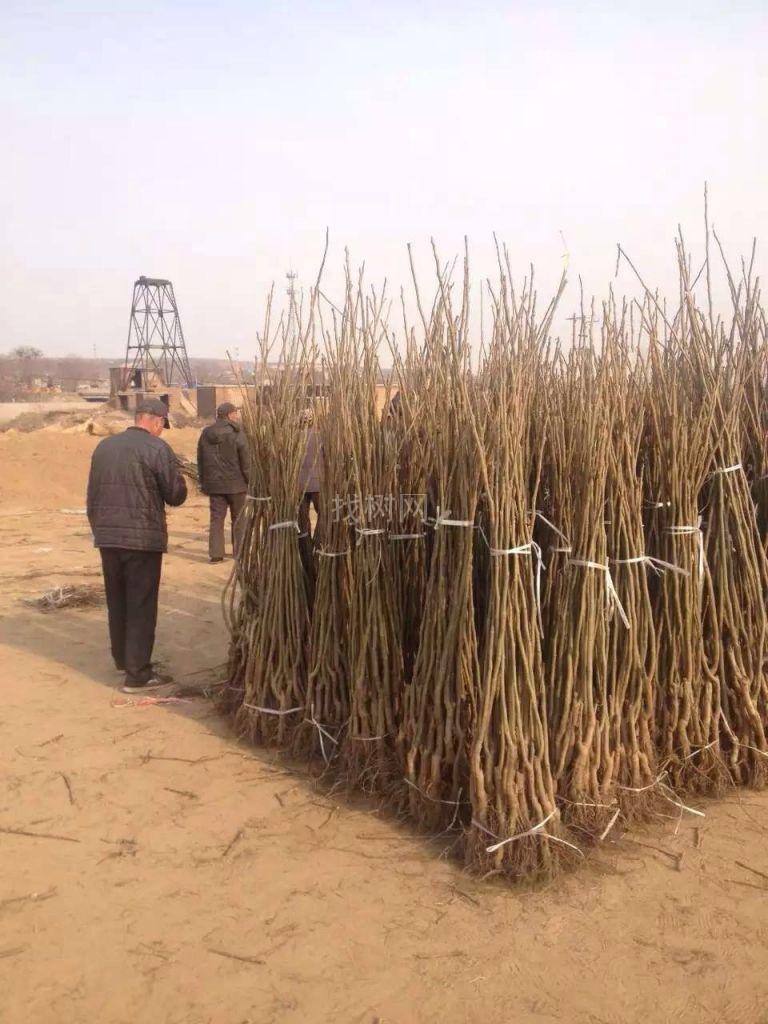 绿岭核桃苗
