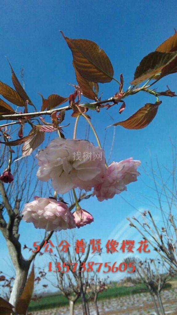 普贤像樱花