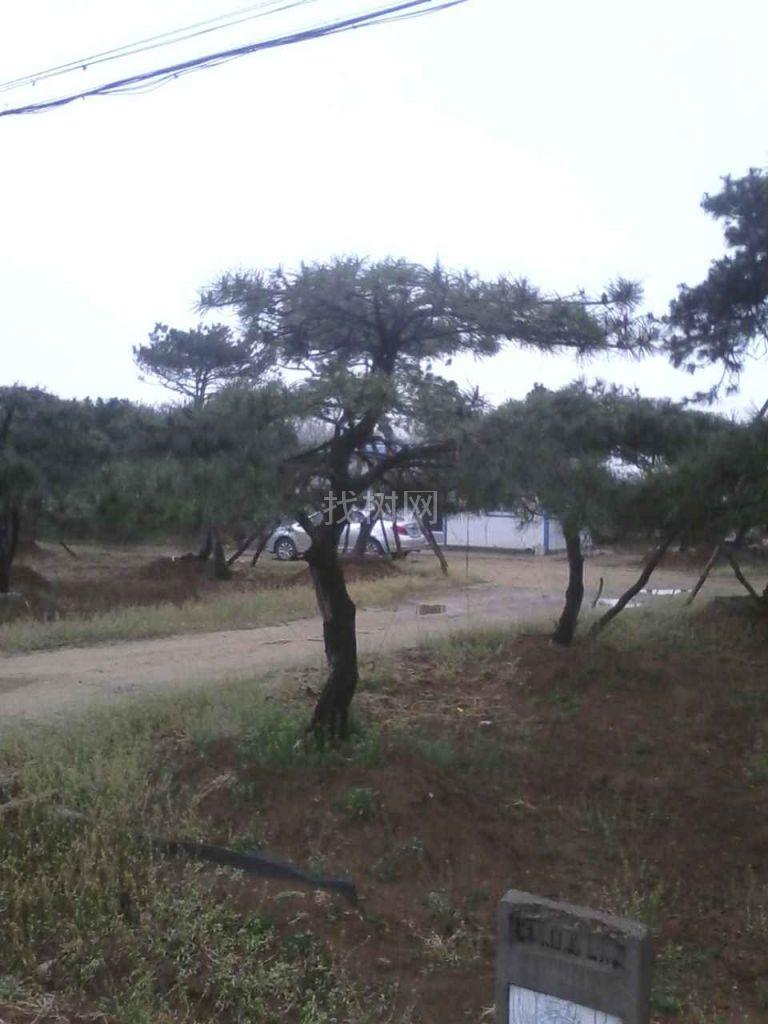 景松造型松
