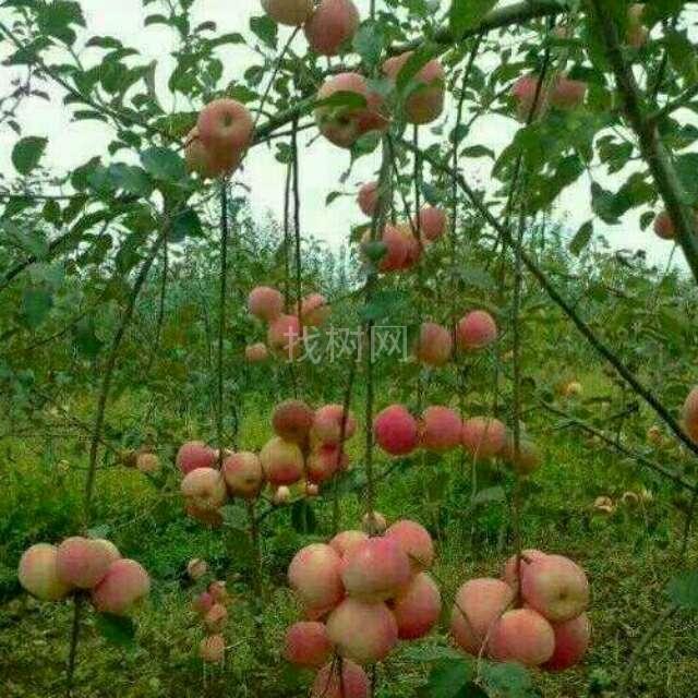 苹果树