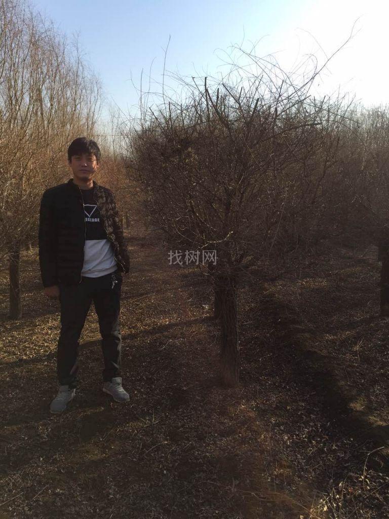 矮接金叶榆
