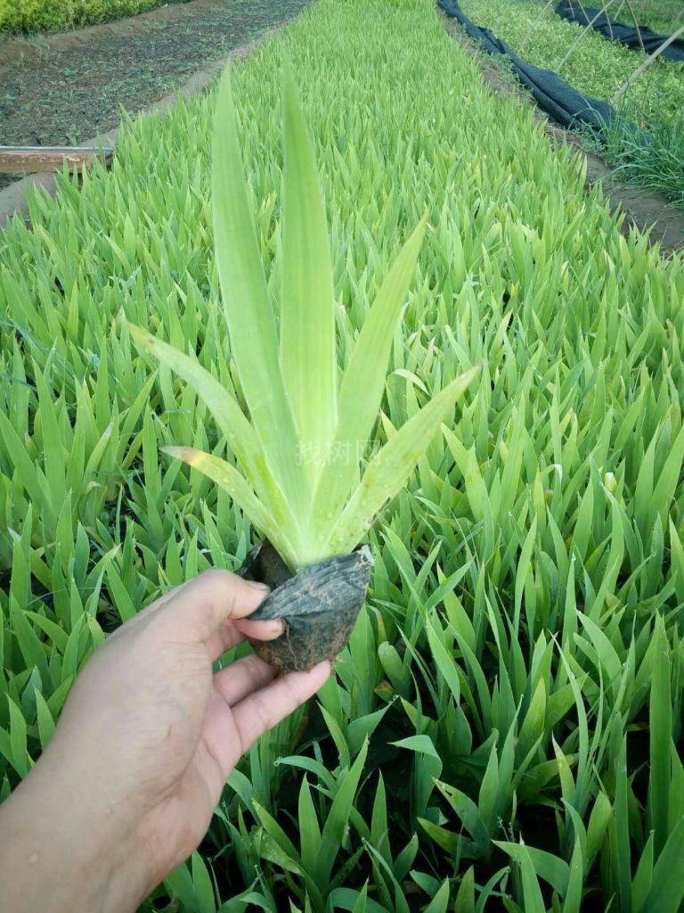上盆鸢尾