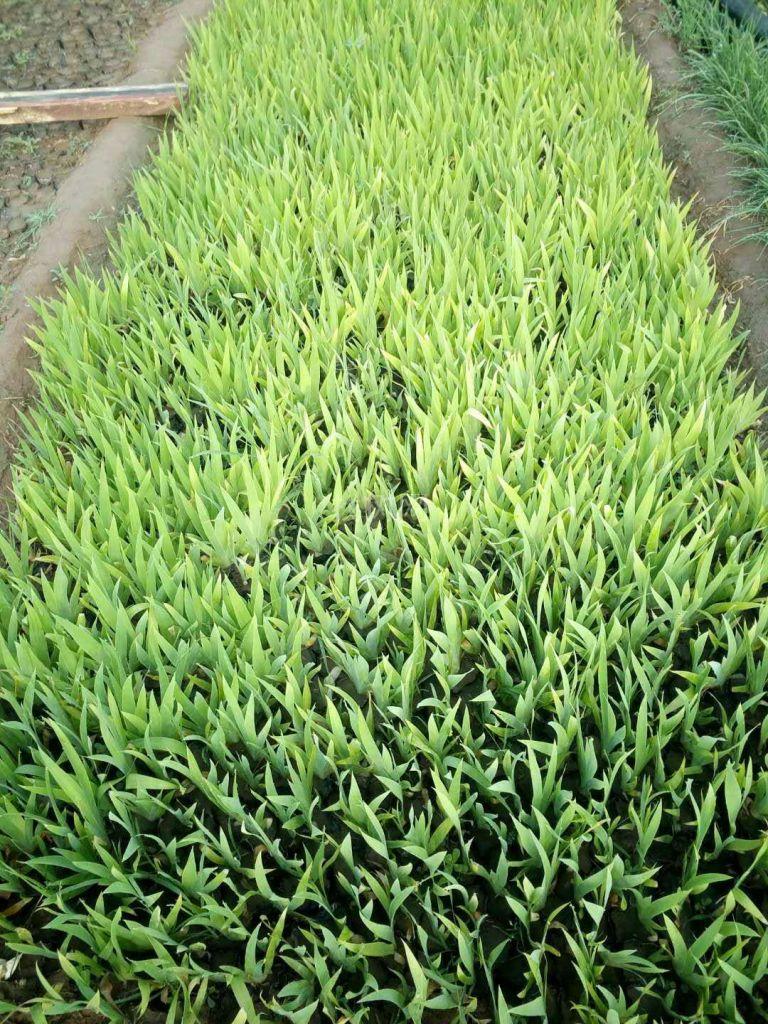 上盆鸢尾