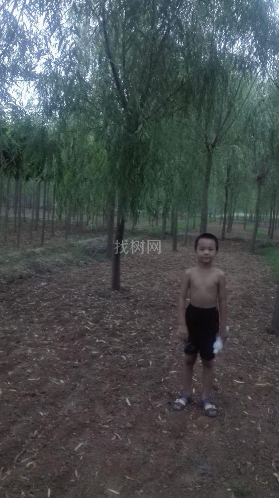 速生垂柳