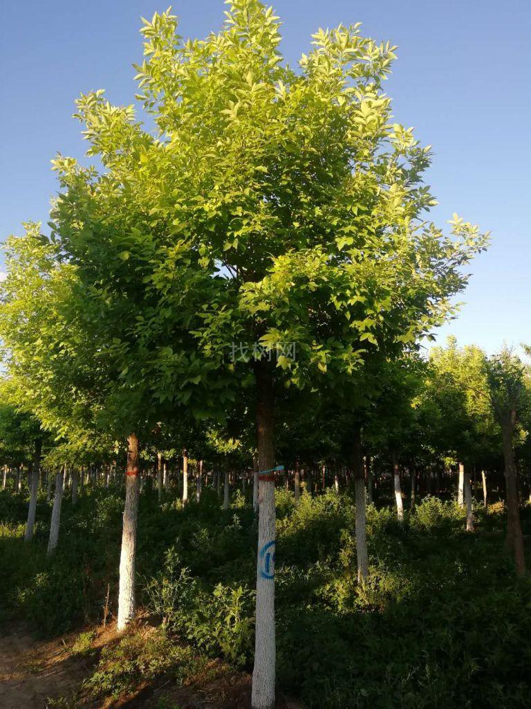 金叶白蜡