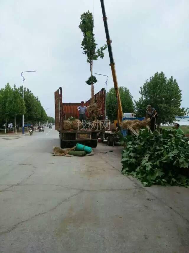 法桐，造型法桐