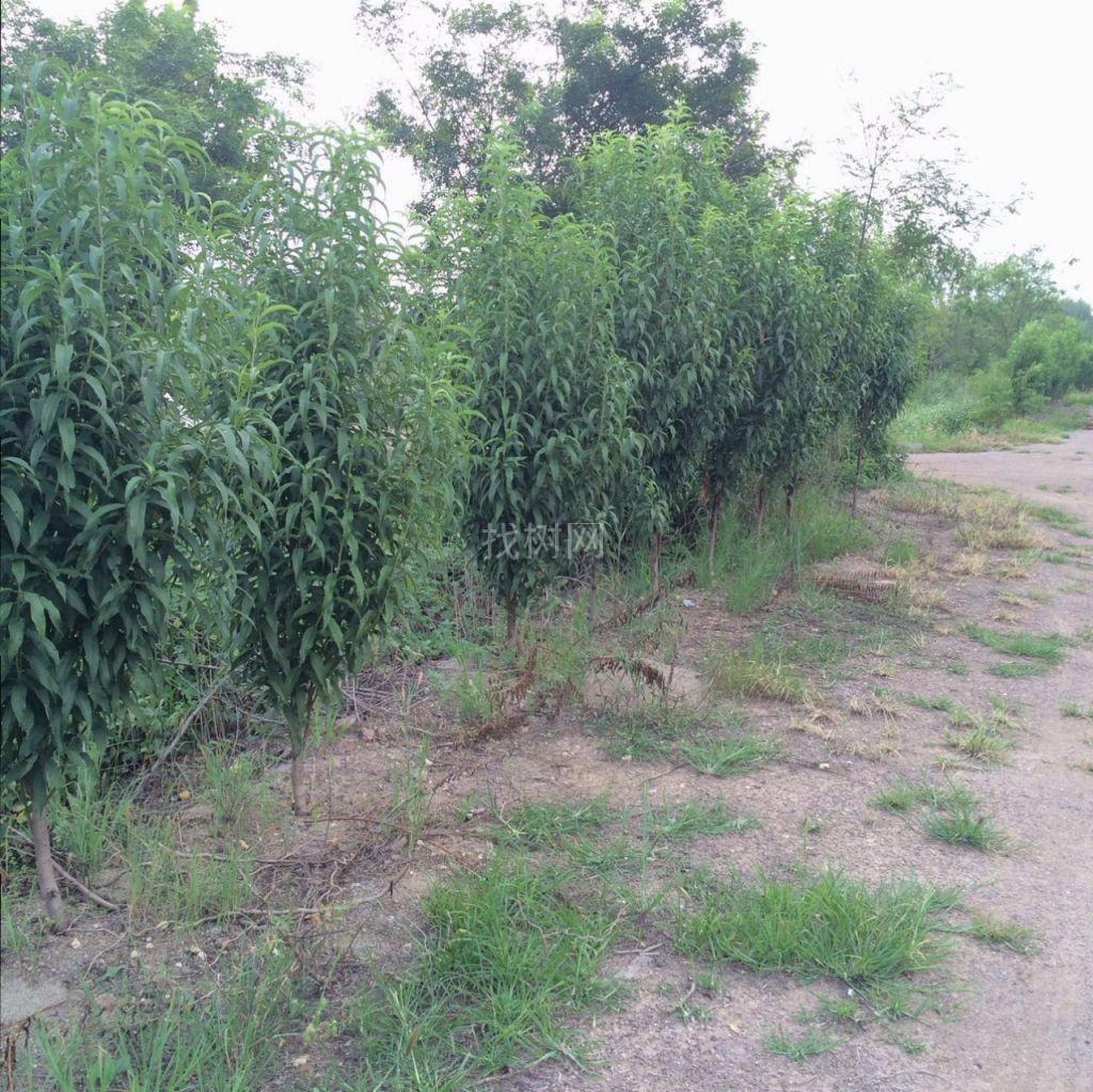 龙柱碧桃