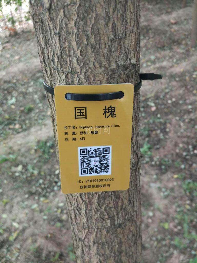 老国槐