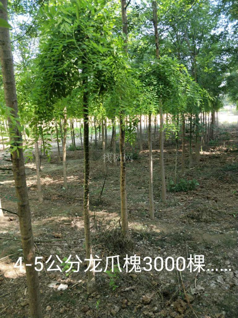 龙爪槐