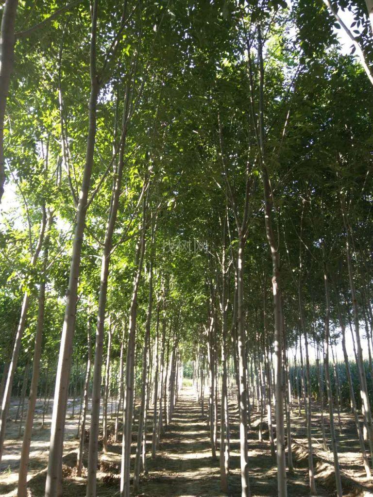 柳树