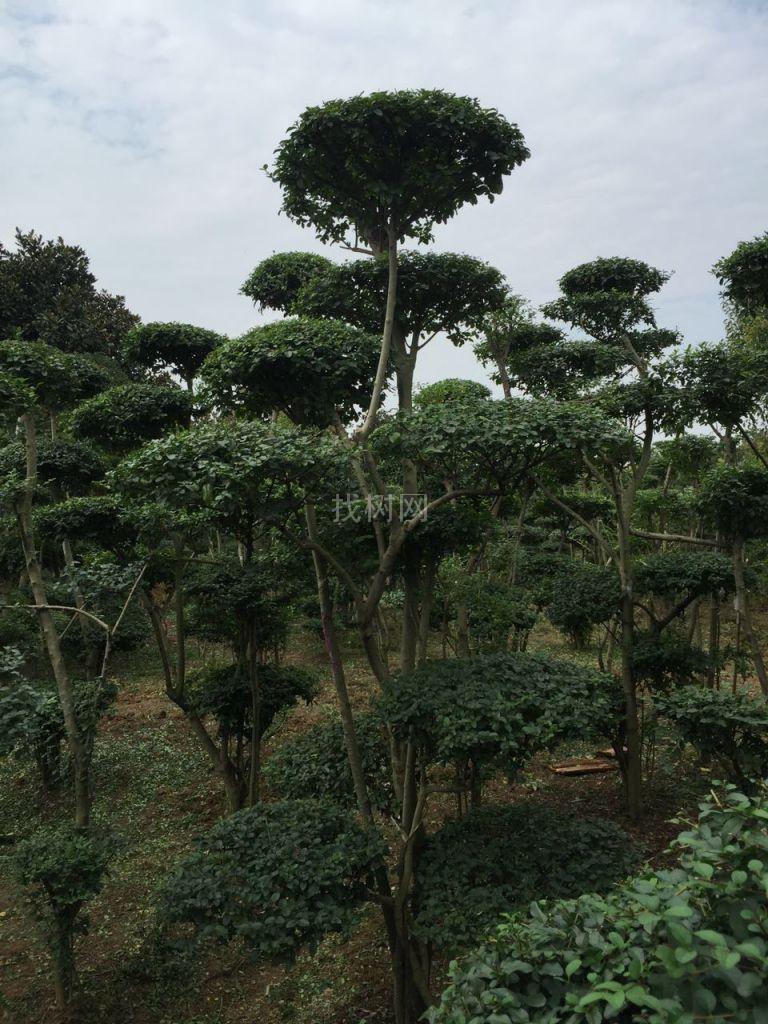 造型树