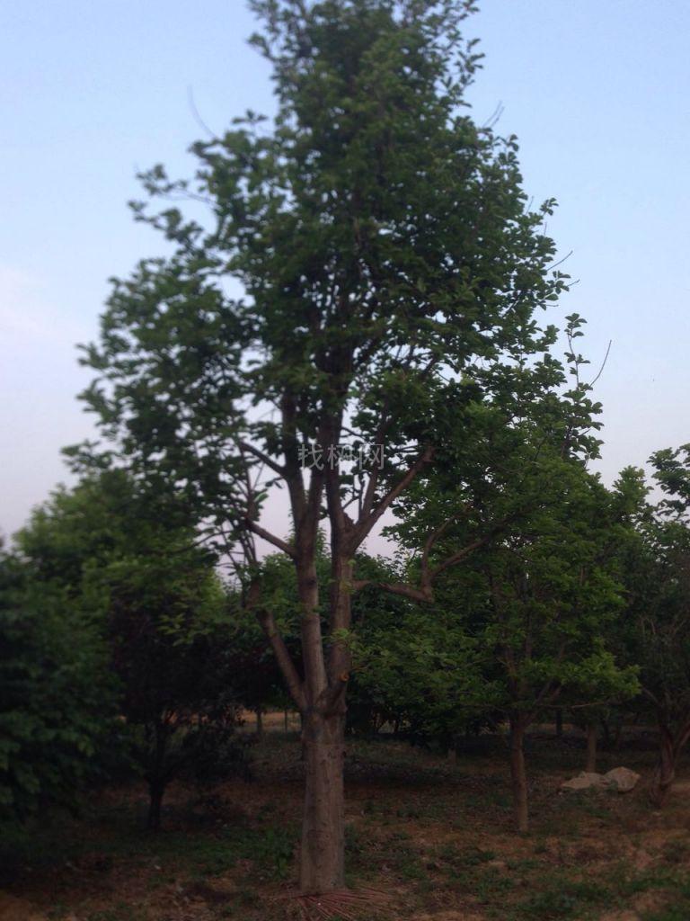 玉兰