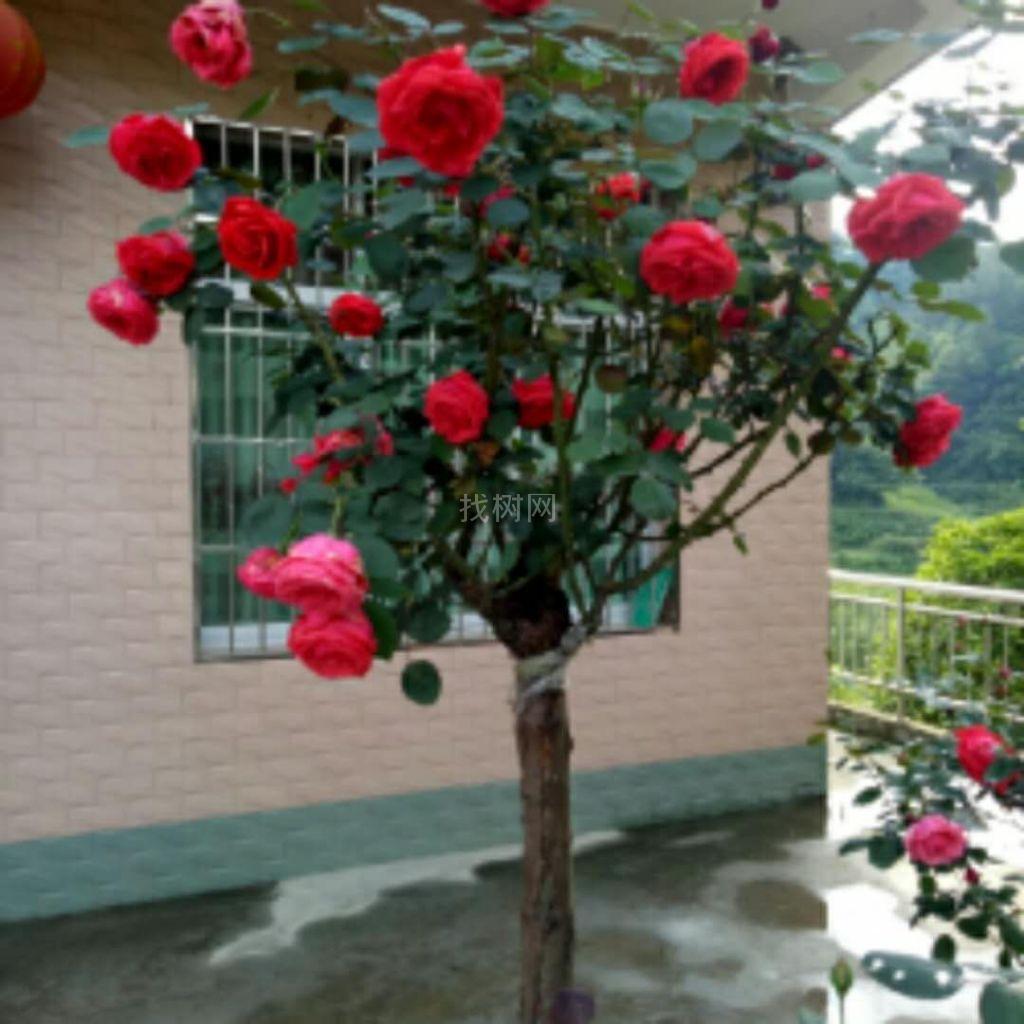 树壮月季