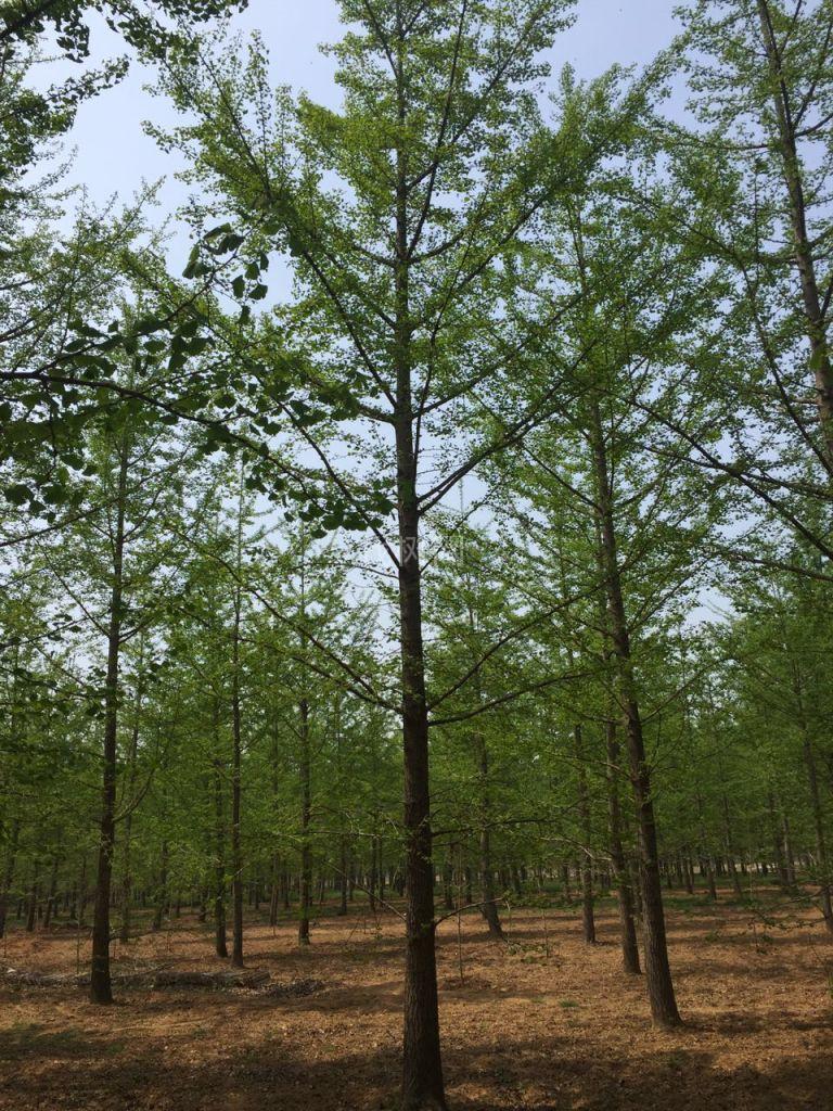 银杏树
