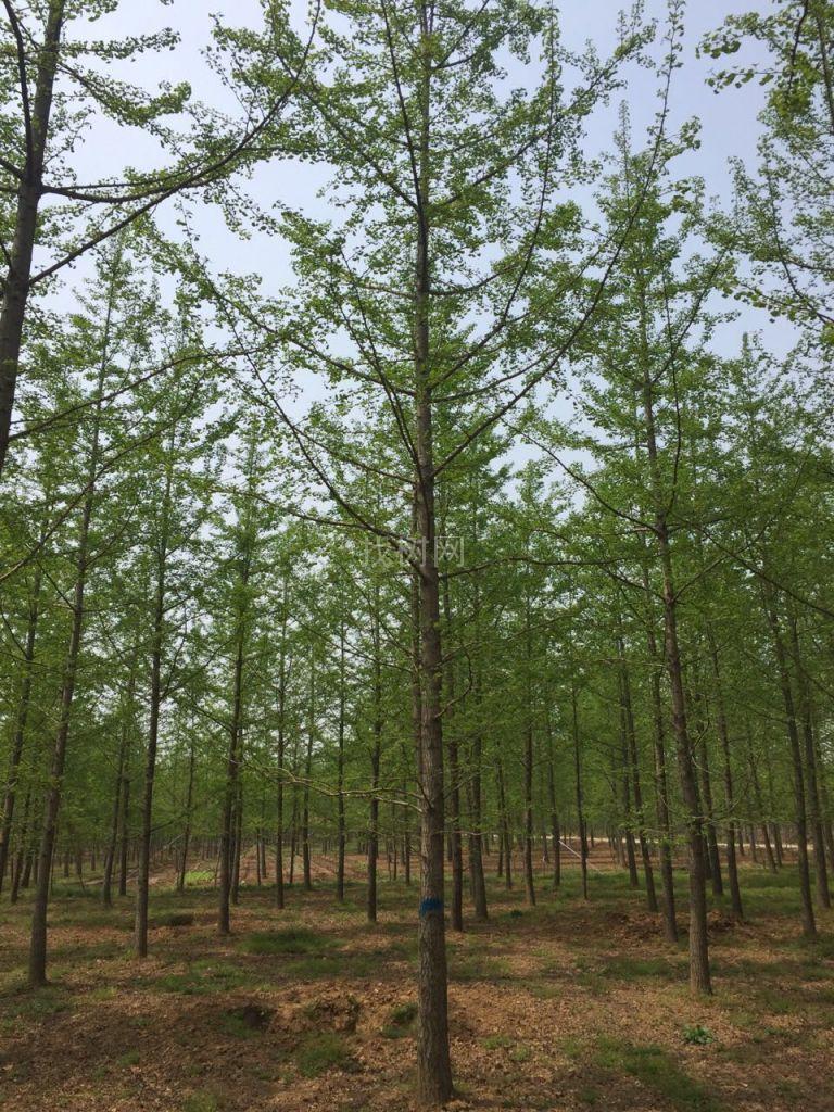 银杏树