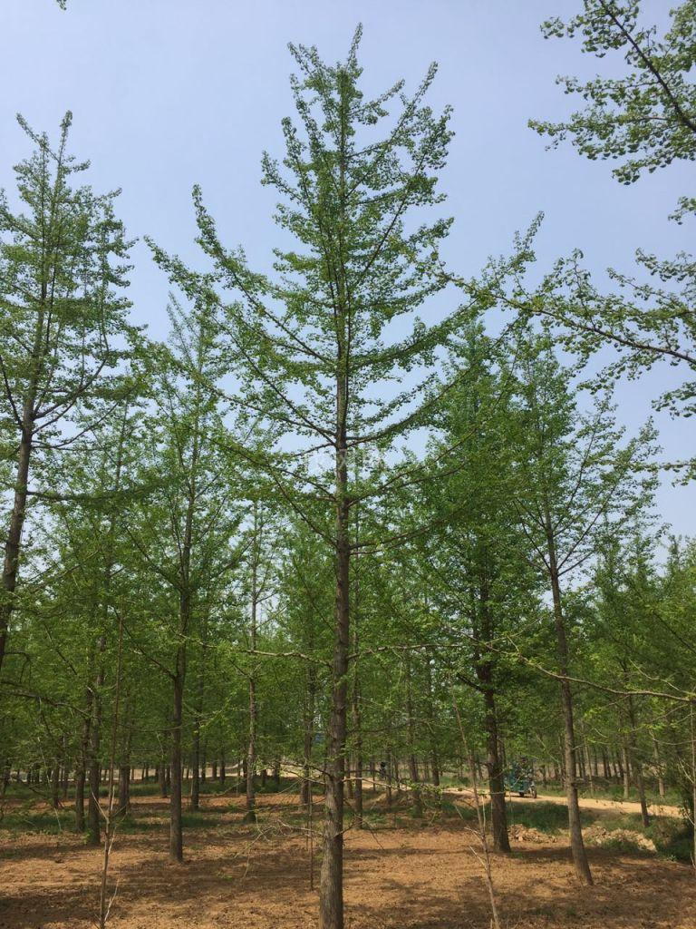 银杏树
