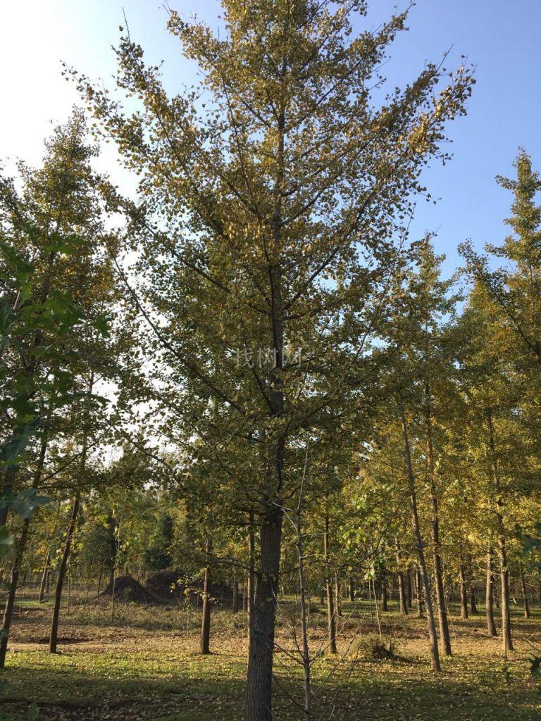 银杏树