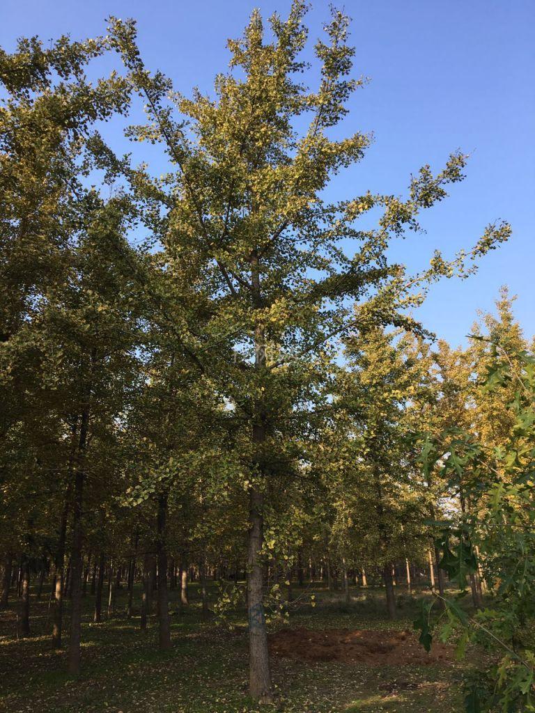 银杏树
