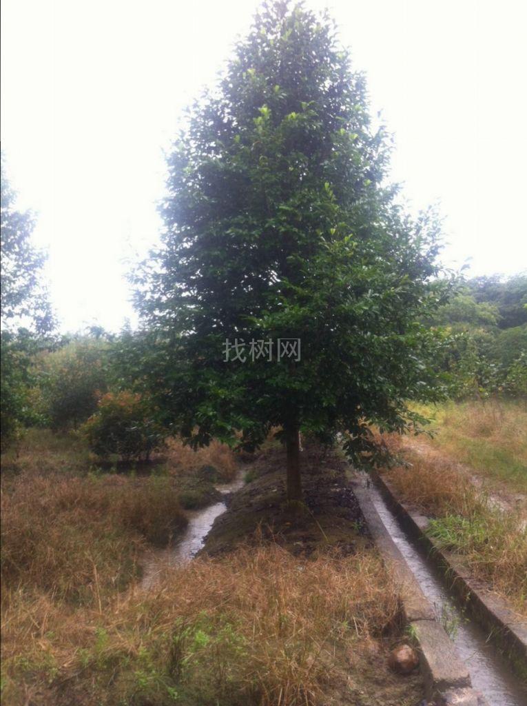 乐昌含笑