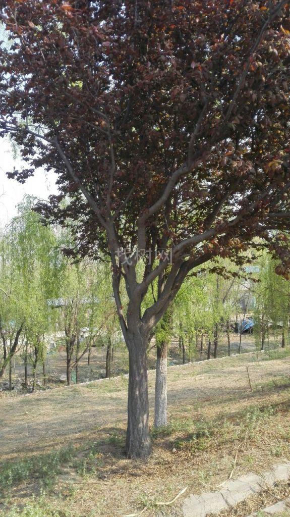 紫叶李