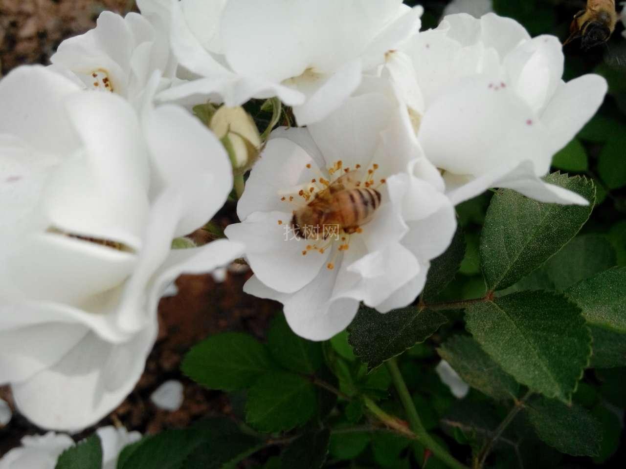 白花蔷薇
