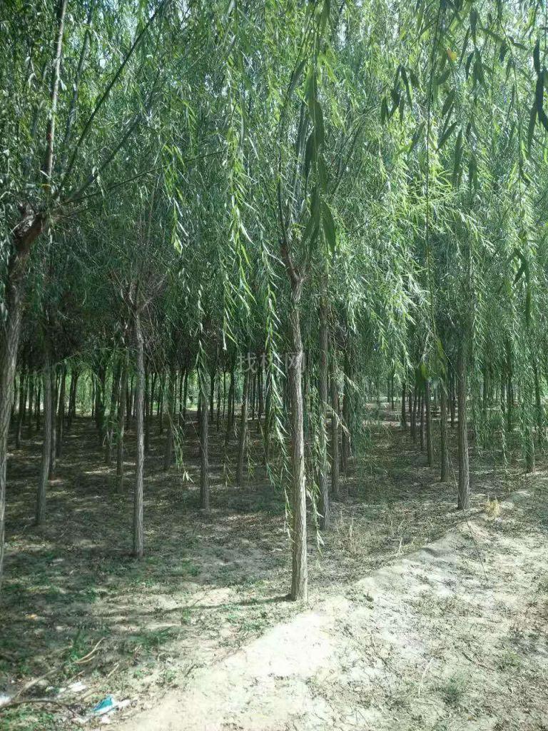 青垂柳
