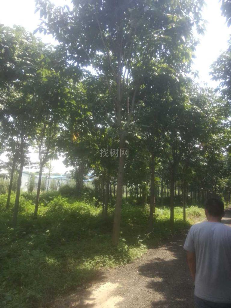 栾树