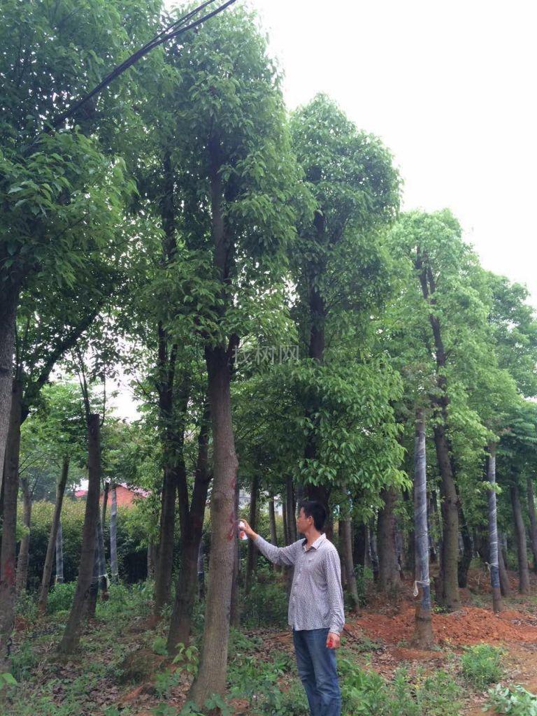 香樟树