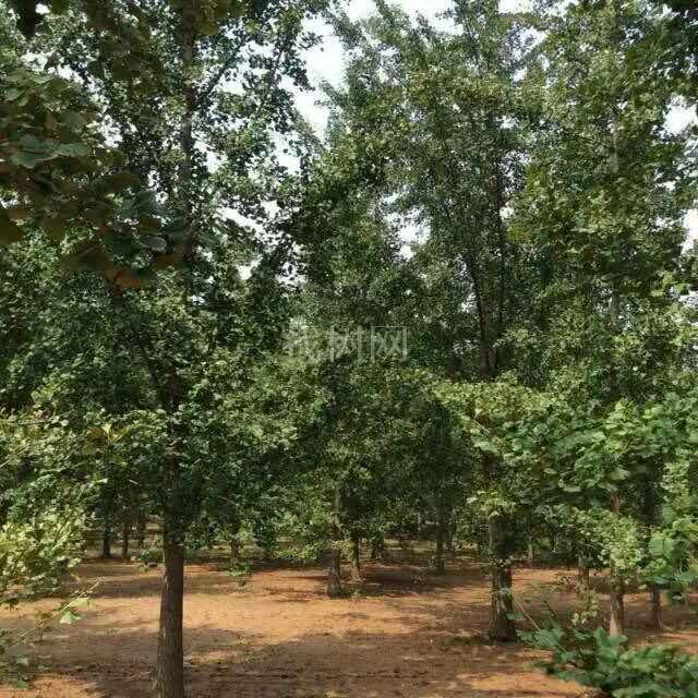 银杏