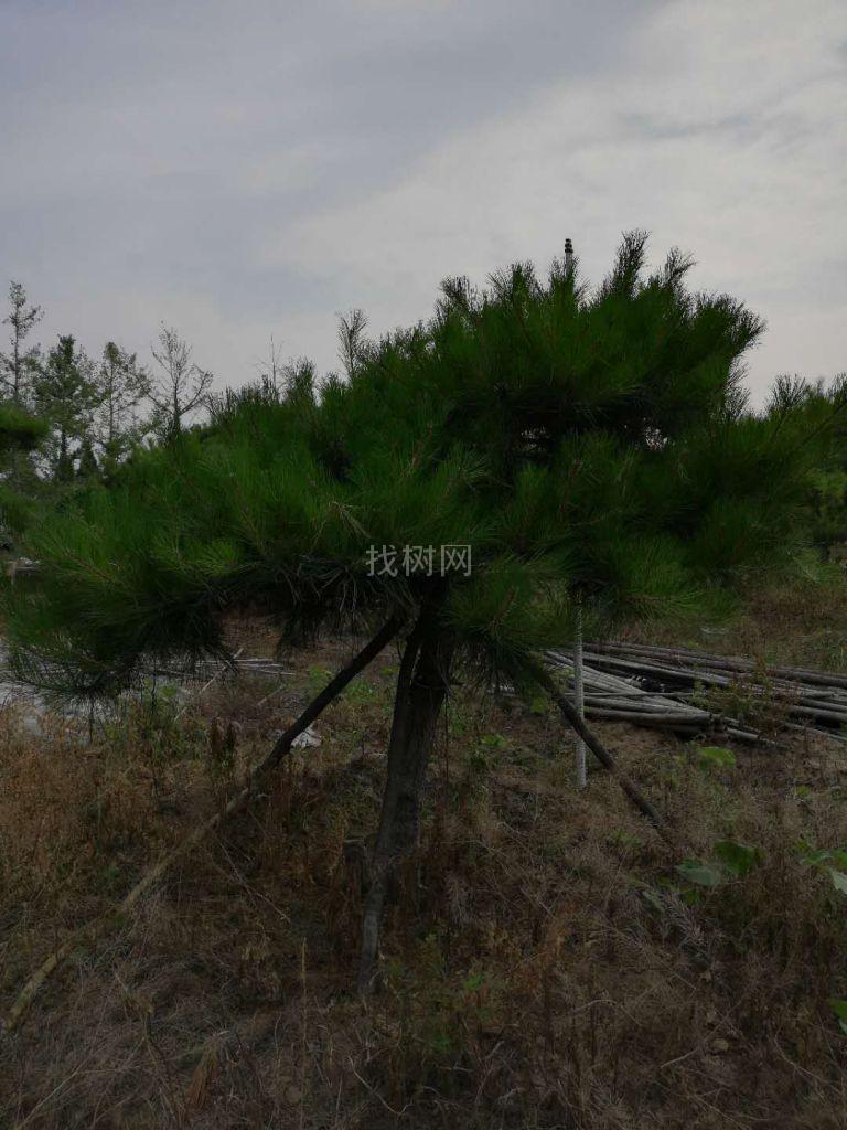 造型油松