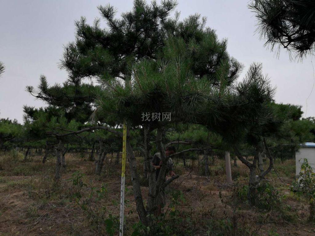 造型油松