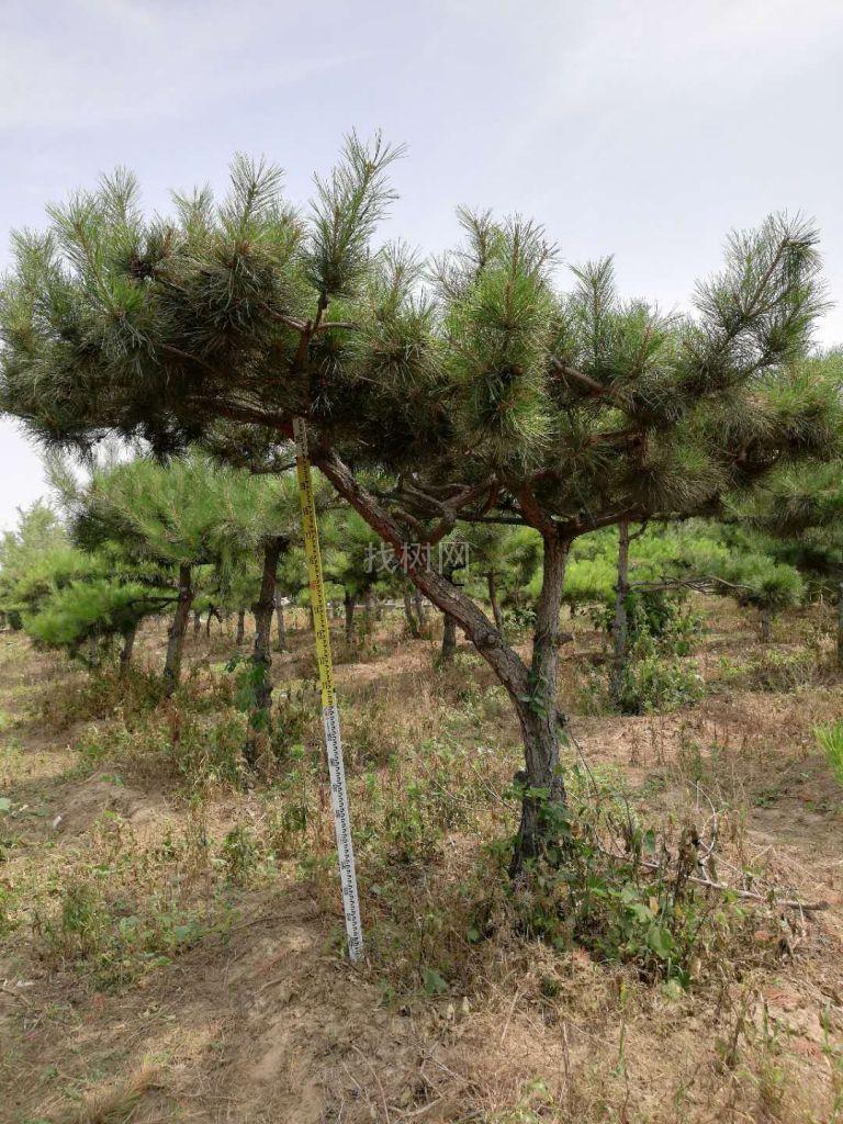 造型油松
