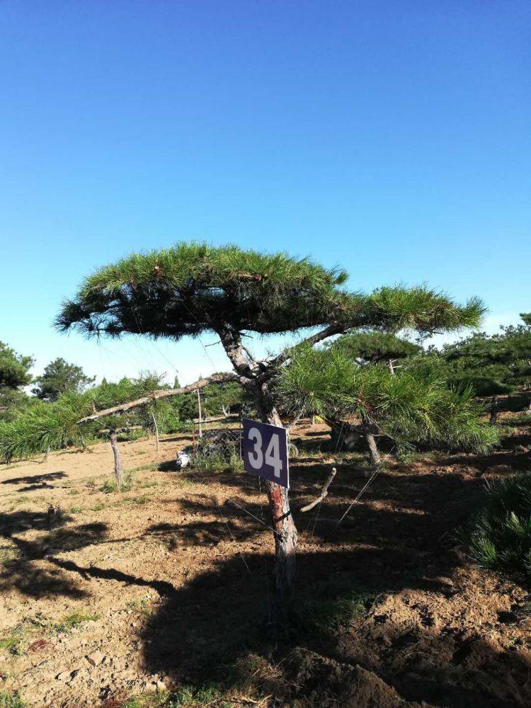 造型油松