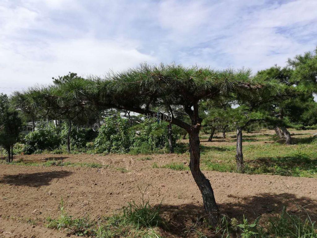 造型油松