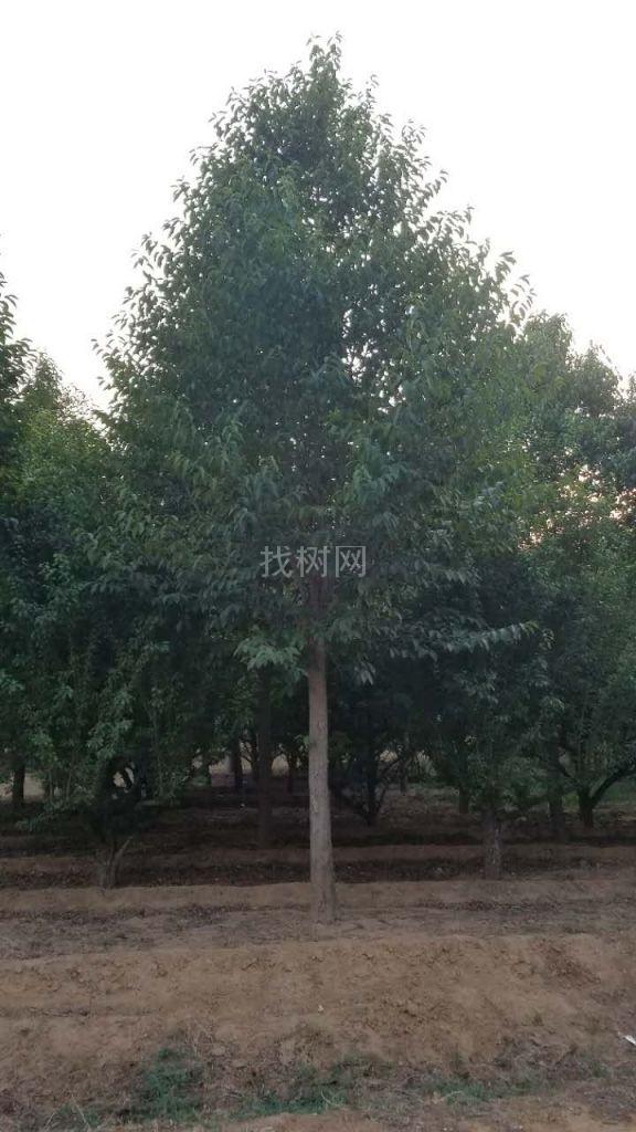 杜仲