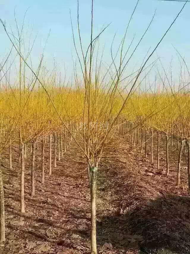 金枝槐