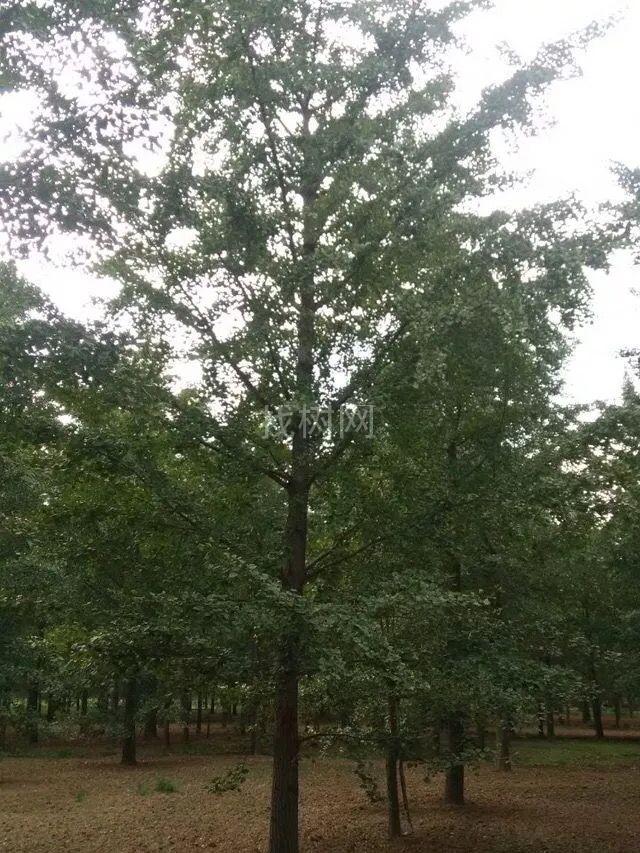 银杏树