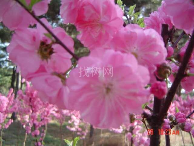 榆叶梅