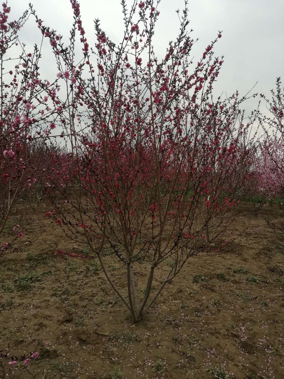 丛生碧桃