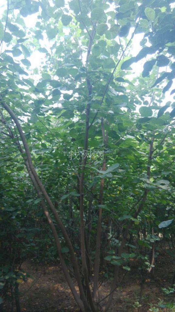 黄栌