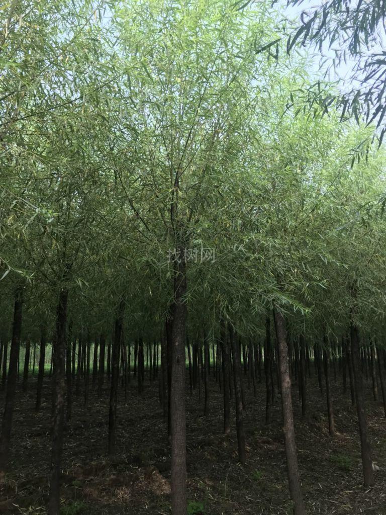纯正旱柳