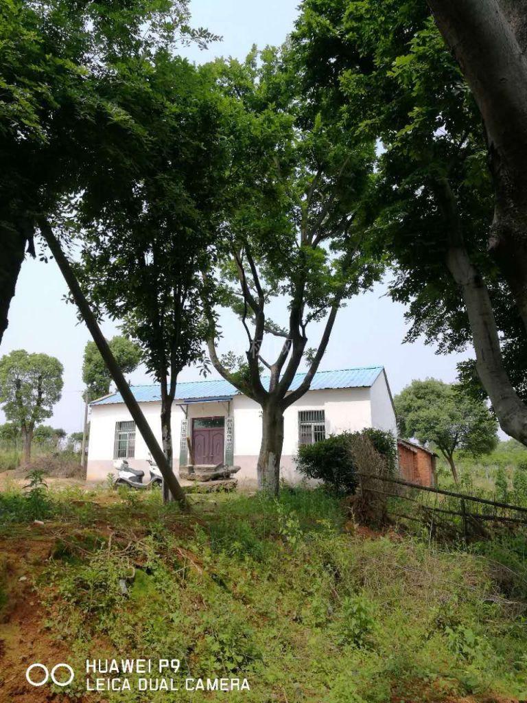 移栽全冠朴树
