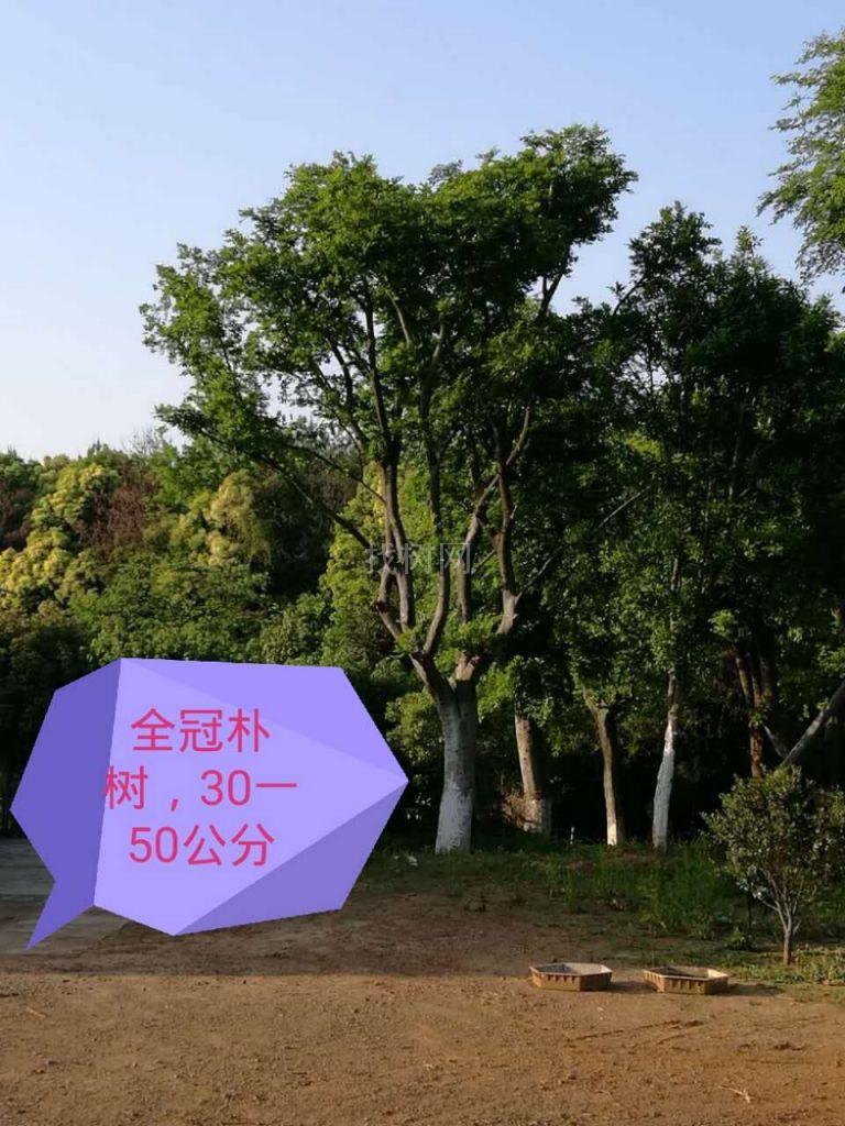 移栽全冠朴树