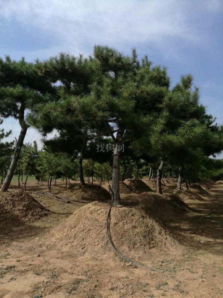 造型油松