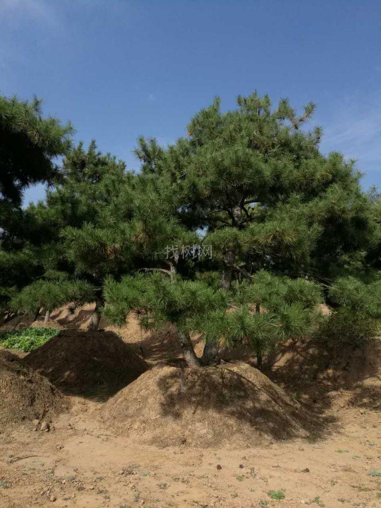 造型油松
