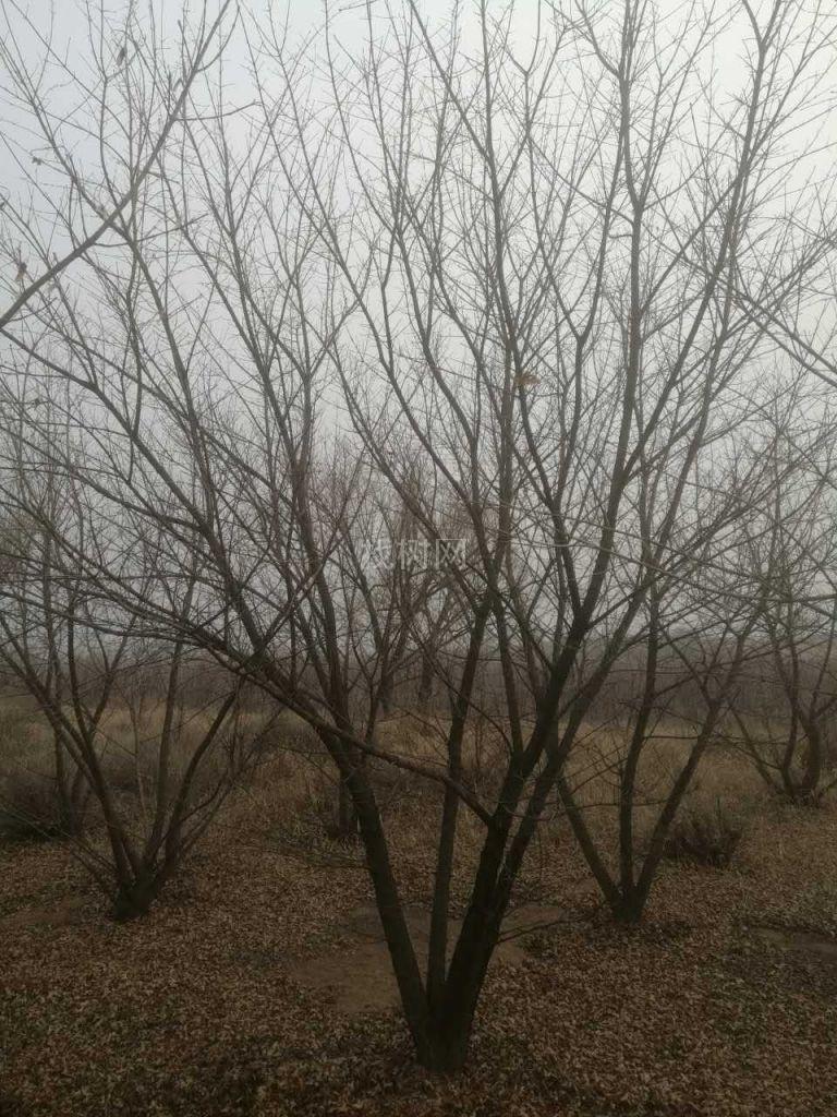 丛生元宝枫