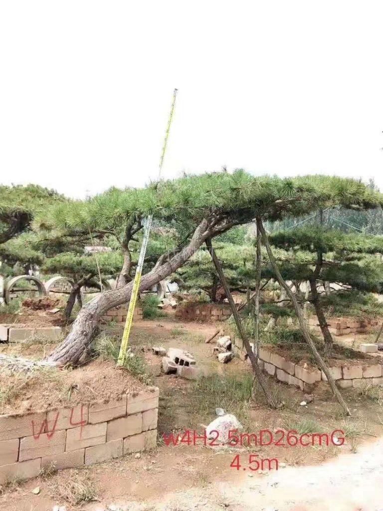 发型造型景观松树