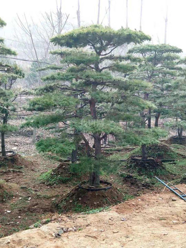 发型造型景观松树