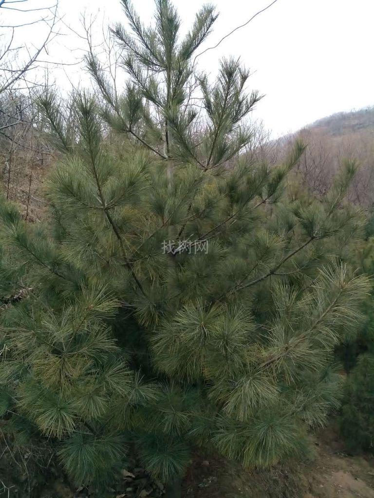 华山松