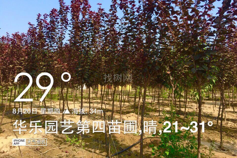 紫叶李